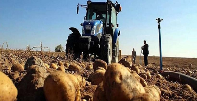 بعد النعناع.. الـONSSA تشن حربا على البطاطس المرشوشة بالمواد السامة 