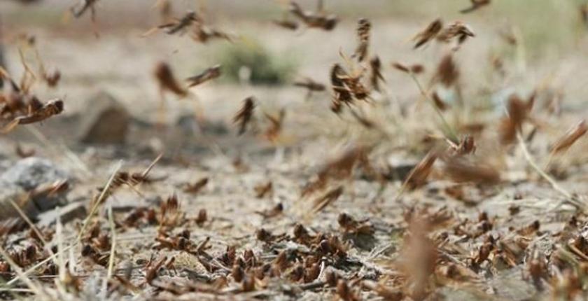 أسراب الجراد تغزو شيشاوة .. والسلطات تتجهز للتصدي لها