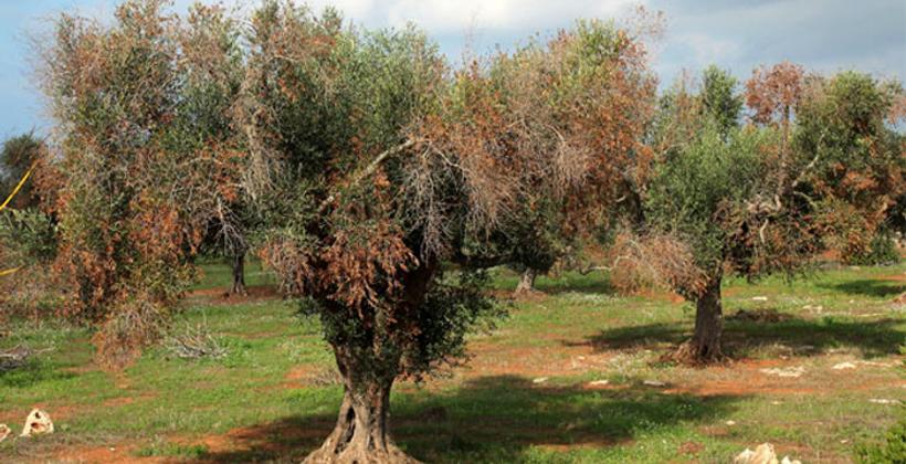 الـ"ONSSA" يدعو إلى اليقظة والحذر من بكتيريا خطيرة تصيب النباتات 