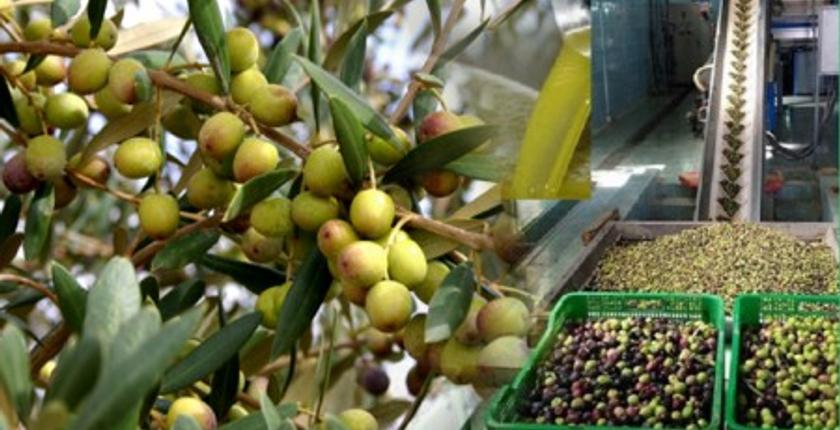 تطوان تحتضن المناظرة الجهوية الـ3 للزيتون