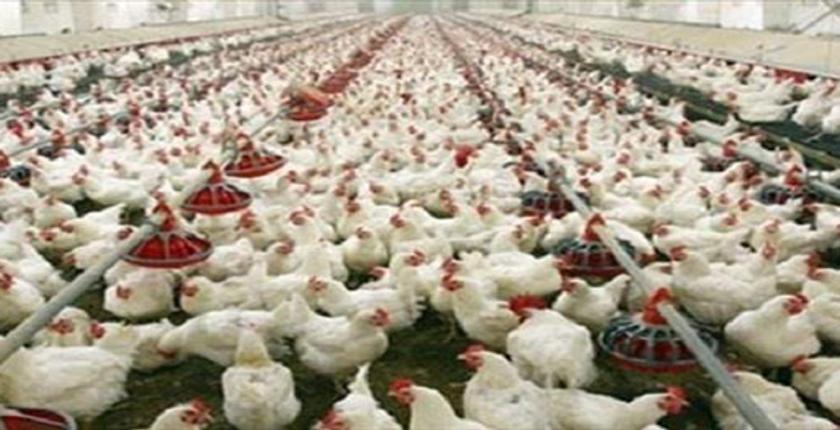 فيدرالية الدواجن توضح الأسباب الكامنة وراء الارتفاع الصاروخي لأسعار الدجاج