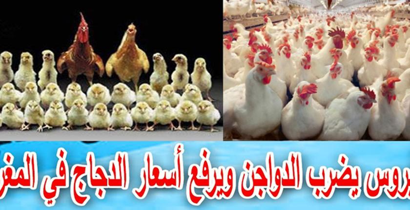 مرض مجهول يشعل أسعار الدجاج والبيض بالمملكة