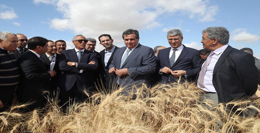 وزارة أخنوش متفائلة جدا بالموسم الفلاحي الحالي 