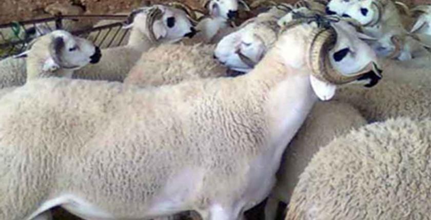ارتفاع ملحوظ في أسعار أضاحي عيد الأضحى القادم بالمغرب
