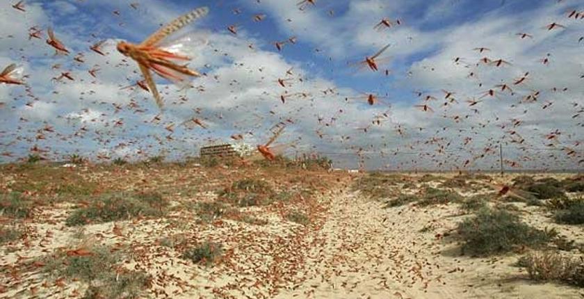 شيشاوة..هجوم أسراب من الجراد يستنفر السلطات