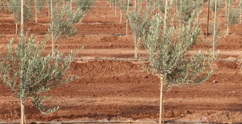 إعطاء انطلاقة مشروع غرس أشجار الزيتون بوجدة - أنجاد