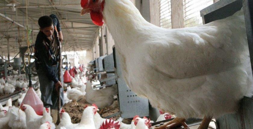 منتجو لحوم الدواجن يلتئمون بطنجة ويسلطون الضوء على إكراهات القطاع 