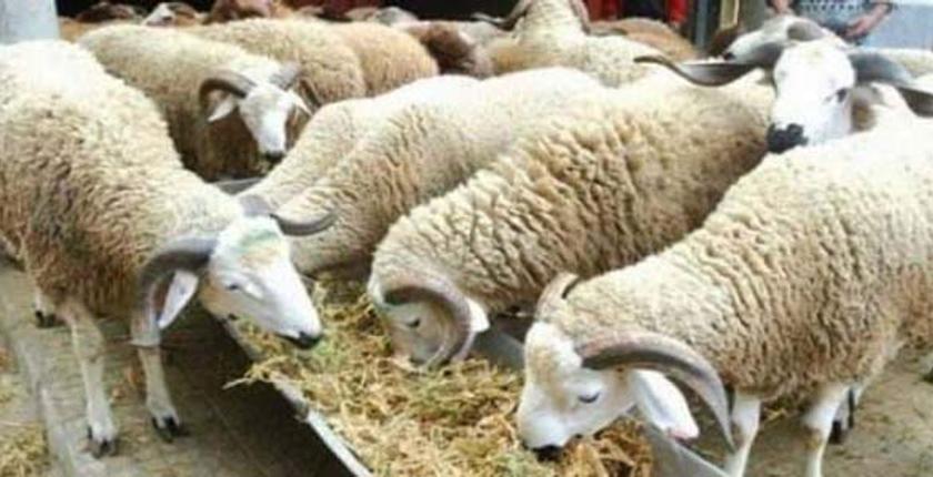 وزارة الفلاحة تقيد مشتريي أضاحي العيد  بملء استمارات+وثيقة