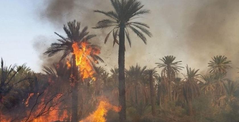 طاطا. ألسنة النيران تلتهم واحات النخيل وتحولها إلى رماد