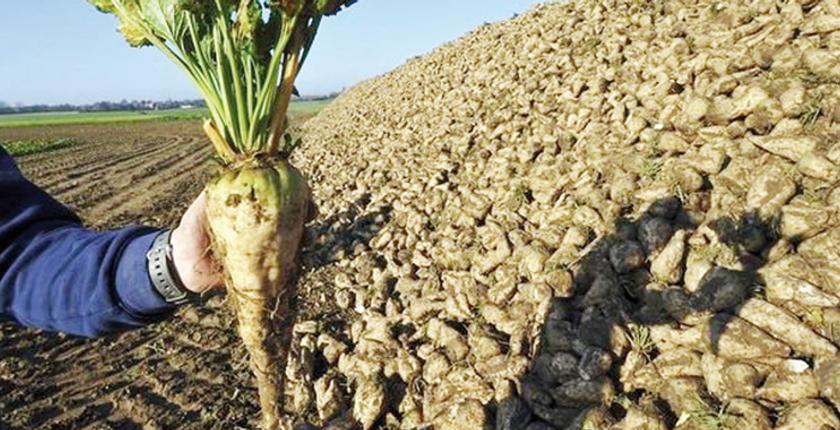 إنتاج قياسي للزراعات السكرية بجهة الغرب