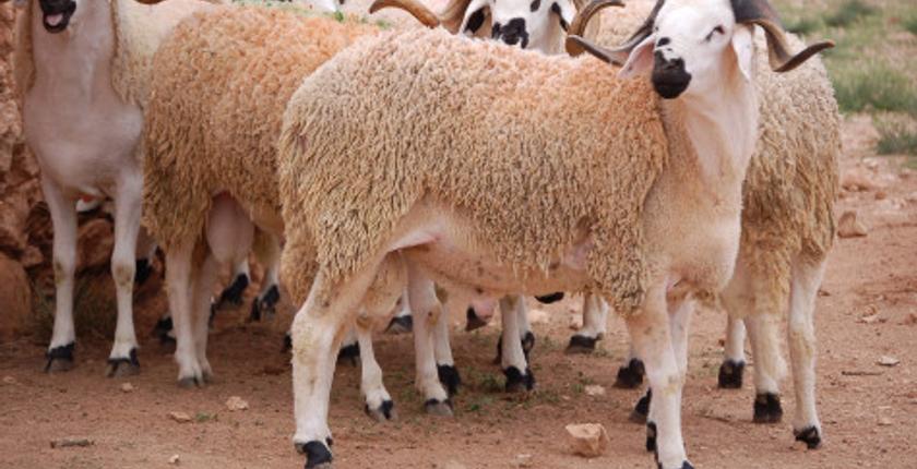 منحة العيد لموظفي الدولة تخلق الجدل.. والنقابة تدخل على الخط