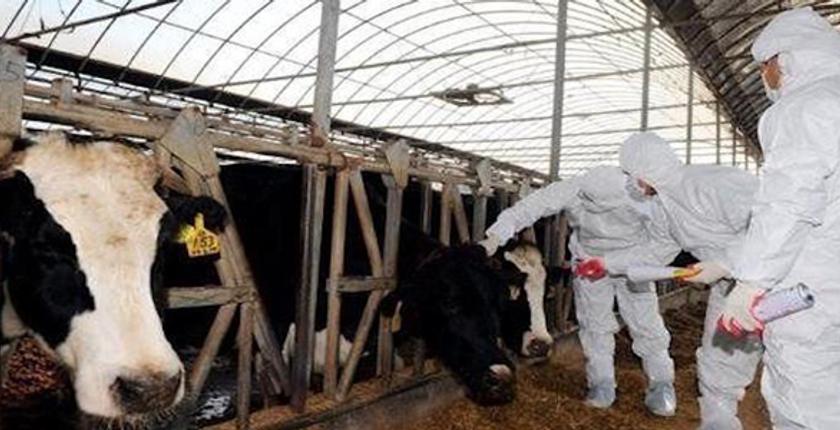 إصابة مواشي الجارة الجزائر بالحمى القلاعية تخلق حالة رعب لدى الكسابة المغاربة 