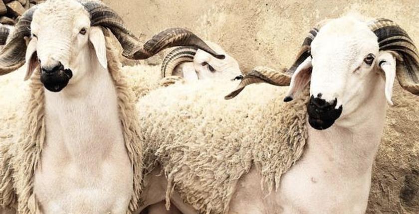 عيد الأضحى 2018...وزارة الفلاحة تؤكد أن الحالة الصحية للقطيع "جيدة للغاية"