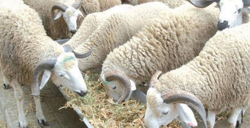 لفتيت يعطي الضوع الأخضر  لفتح "محلات تجارية" لبيع الأضاحي وسط المدن
