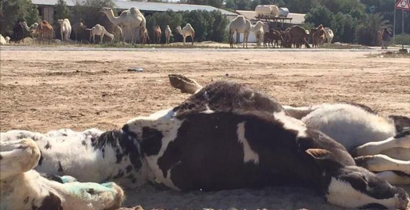 بعد وباء الكوليرا.. الحمى القلاعية تصيب الأبقار بالجارة الجزائر