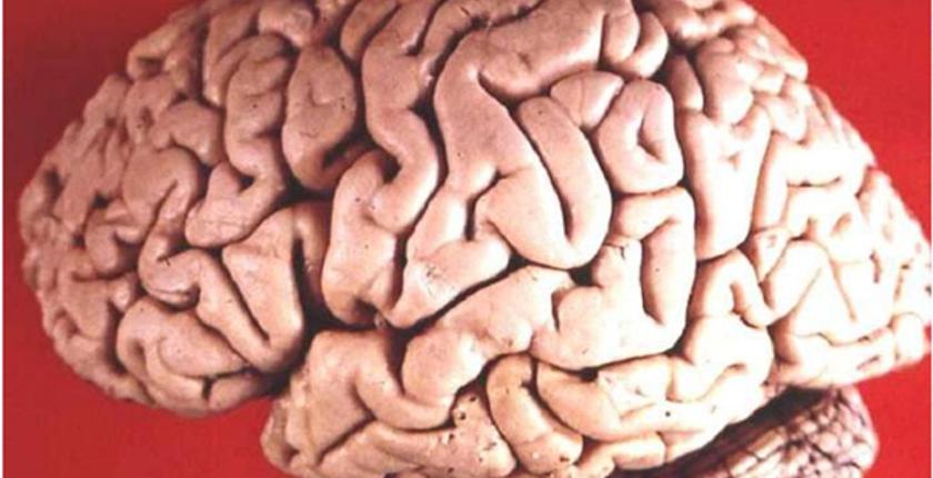 التأثيرات السلبية للكذب على المخ 