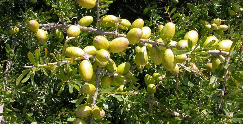 اعتراف من "الفاو" بأهمية زراعة "الأركان" في التراث العالمي..