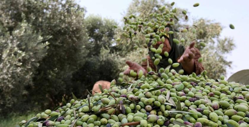 إحصائيات.. ارتفاع إنتاج الزيتون بالمغرب بأزيد من 41 في المائة