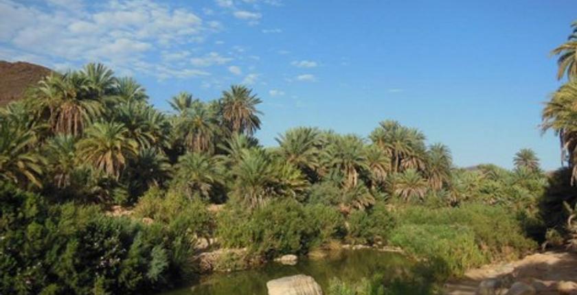 ONSSA  تؤكد أن تمور واحة تغجيجت بكلميم خالية من أي مرض