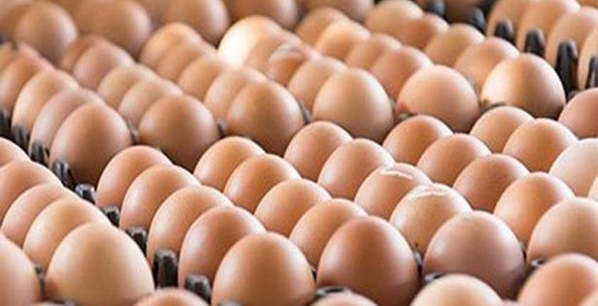 إنتاج 5.5 مليار وحدة من بيض الإستهلاك بالمغرب