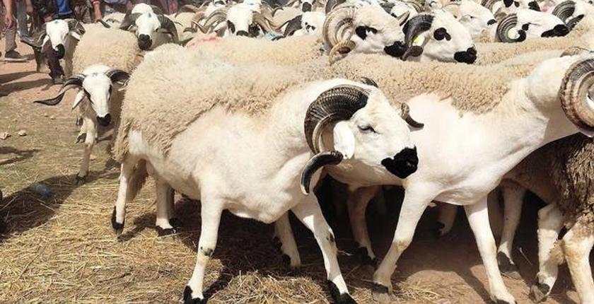 "ONSSA "يضع خطة استباقية لحماية المواطنين من الاضاحي المغشوشة
