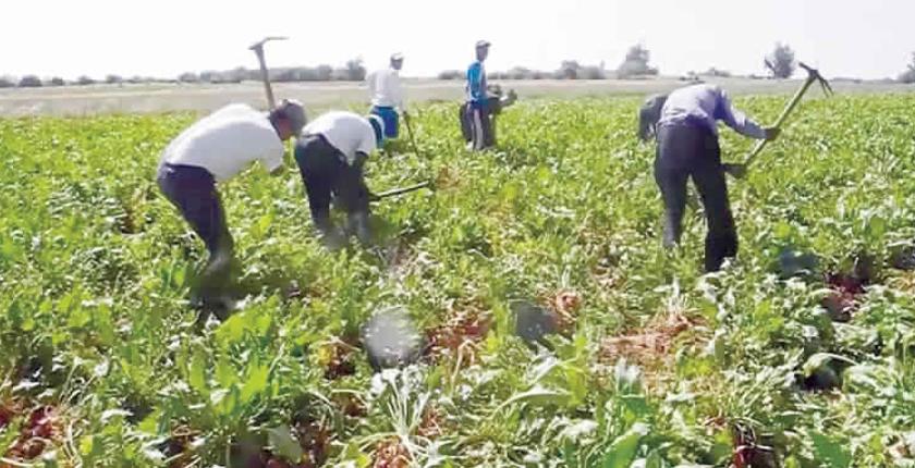 سيدي بنور.. معمل "Cosumar" يستقبل 15 ألف طن من الشمندر السكري يوميا 