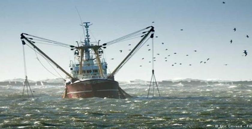 البحرية الملكية تتصدى لمافيا تهريب السمك بطرق غير شرعية