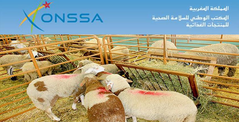 الـ ONSSA تطلق حملة تواصلية لمراقبة المواشي المعدة لعيد الأضحى