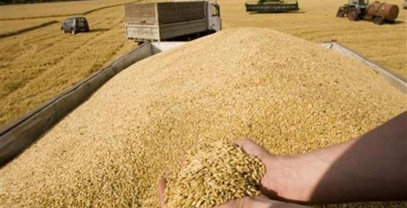 حكومة العثماني ترفع الرسوم الجمركية على واردات القمح 
