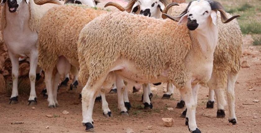 الأطباء البيطريون يتعاونون مع الـ "ONSSA"لمحاربة الغش في الأضاحي