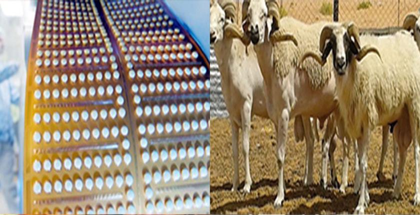 هيئة الصيادلة تكشف استعمال موانع الحمل ف يتسمين أضاحي العيد